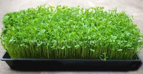 �к�ѿ��ˡ�����(hu��)�N����Ʒ����