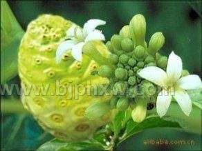 諾麗原料供應(yīng)