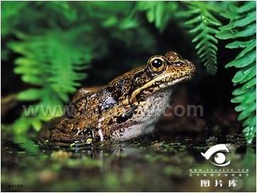 雪蛤多肽系列營養(yǎng)食品