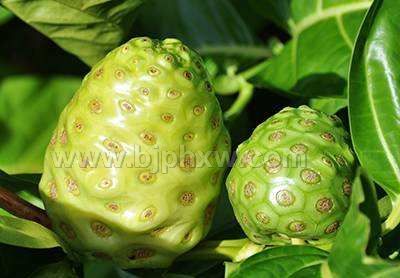 薩摩亞野生諾麗酵素