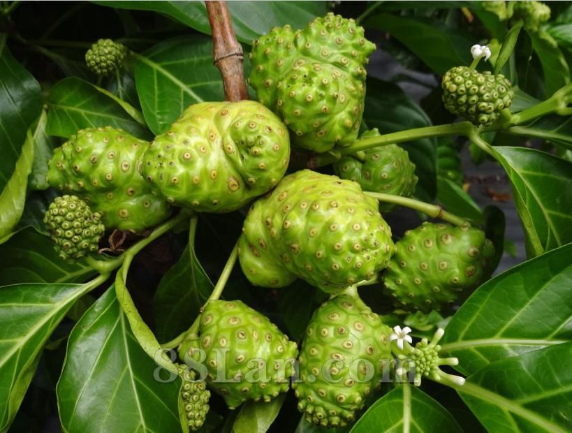 諾麗果酵素原液