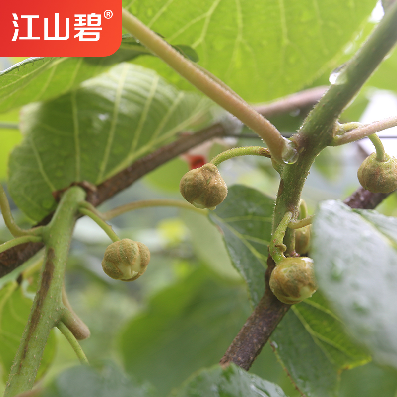 江山碧 招代理 新鮮甜爽 江山徐香獼猴桃綠心奇異果應(yīng)季水果批發(fā)代發(fā)農(nóng)場(chǎng)自種