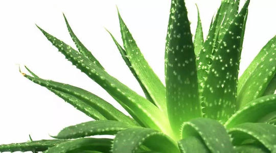 美國益生菌膠囊蘆薈提取物OEM代加工