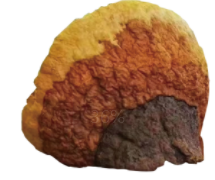 桑黃代理加盟合作_OEM貼牌代加工_桑黃產(chǎn)品定制_桑黃原料供應(yīng)